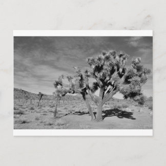 Joshua Tree (schwarz & weiß) Postkarte