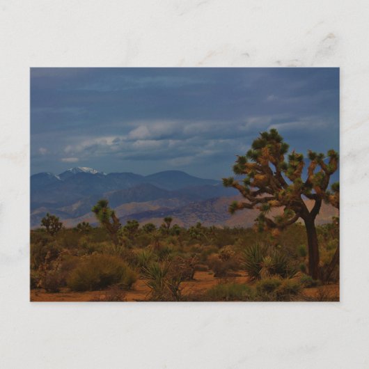 Joshua Tree View Postkarte (Vorderseite)
