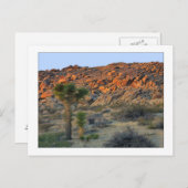 "Joshua Tree with Nachspring" Postkarte (Vorne/Hinten)