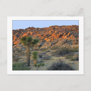 "Joshua Tree with Nachspring" Postkarte