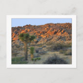 "Joshua Tree with Nachspring" Postkarte (Vorderseite)