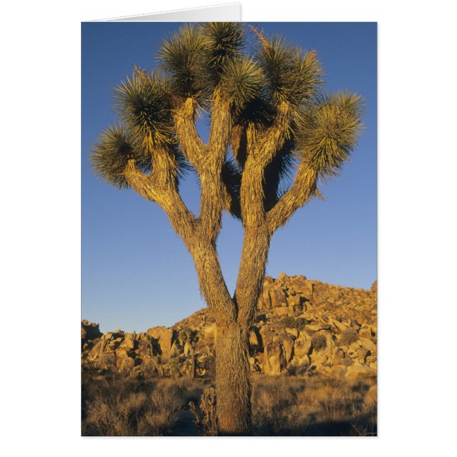 Joshua Tree, Yucca brevifolia) und Granit (Vorne)