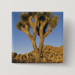Joshua Tree, Yucca brevifolia) und Granit Button