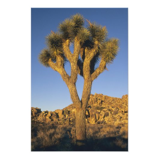 Joshua Tree, Yucca brevifolia) und Granit Fotodruck (Vorne)