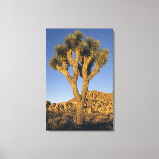 Joshua Tree, Yucca brevifolia) und Granit Leinwanddruck (Vorderseite)