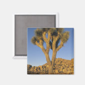 Joshua Tree, Yucca brevifolia) und Granit Magnet (Vorderseite/Rückseite)