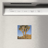 Joshua Tree, Yucca brevifolia) und Granit Magnet (In Situ (Geschirrspüler))