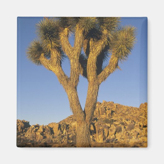 Joshua Tree, Yucca brevifolia) und Granit Magnet (Vorne)