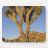 Joshua Tree, Yucca brevifolia) und Granit Mousepad (Vorne)