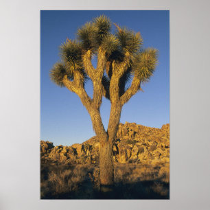 Joshua Tree, Yucca brevifolia) und Granit Poster
