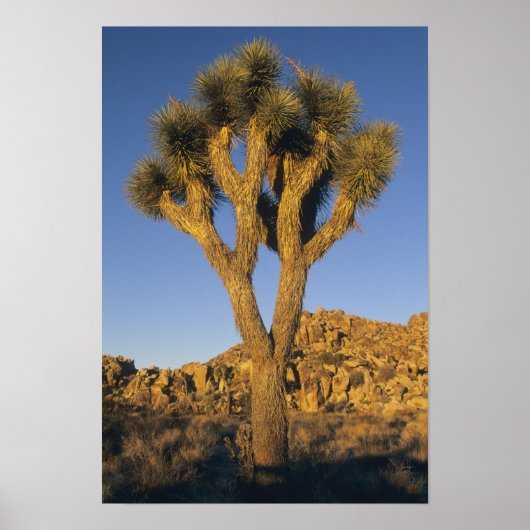 Joshua Tree, Yucca brevifolia) und Granit Poster (Vorne)