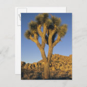 Joshua Tree, Yucca brevifolia) und Granit Postkarte (Vorne/Hinten)