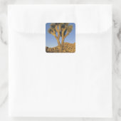 Joshua Tree, Yucca brevifolia) und Granit Quadratischer Aufkleber (Tasche)