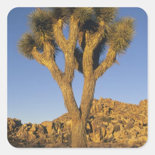 Joshua Tree, Yucca brevifolia) und Granit Quadratischer Aufkleber (Vorderseite)
