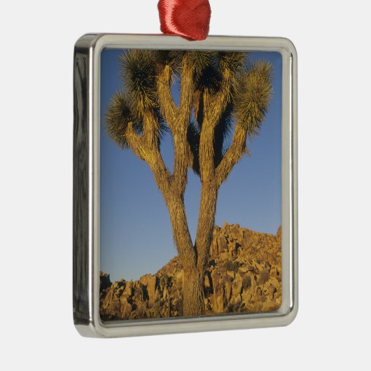 Joshua Tree, Yucca brevifolia) und Granit Silbernes Ornament (Rechts)