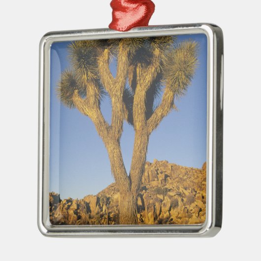 Joshua Tree, Yucca brevifolia) und Granit Silbernes Ornament (Links)