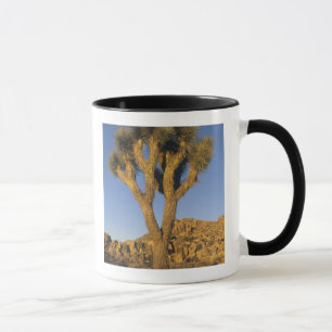 Joshua Tree, Yucca brevifolia) und Granit Tasse