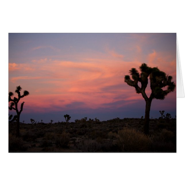 Joshua Trees bei Sunset (Vorderseite (Horizontal))