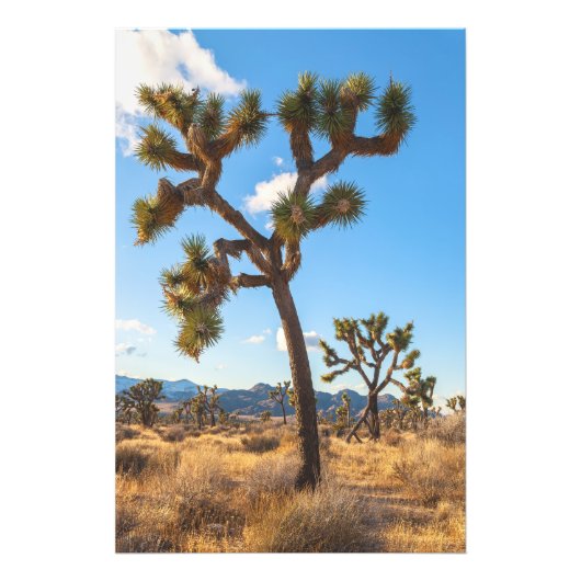 Joshua Trees Fotodruck (Vorne)