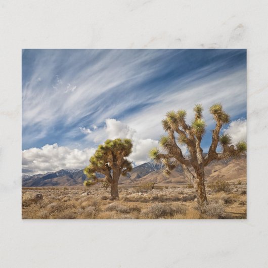 Joshua Trees in der Wüste Postkarte (Vorderseite)