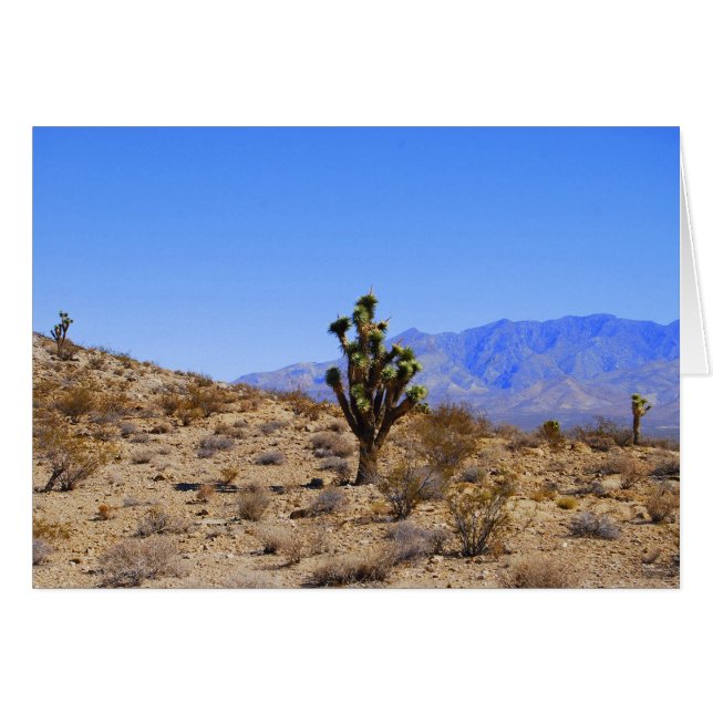 Joshua Trees, Mojave Wüste, Kalifornien (Vorderseite (Horizontal))