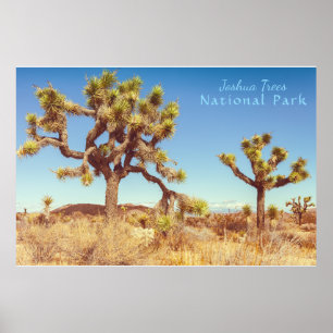 Joshua Trees Nationalpark Poster