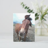 Josie, das lustige Maultier Postkarte (Stehend Vorderseite)