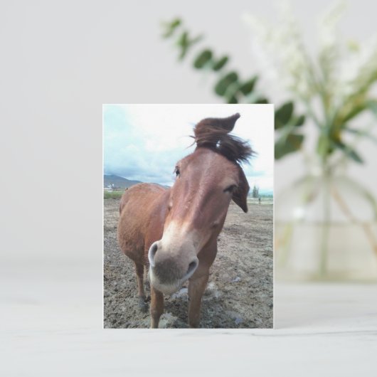 Josie, das lustige Maultier Postkarte (Stehend Vorderseite)