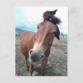 Josie, das lustige Maultier Postkarte (Vorderseite)