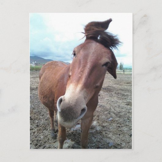 Josie, das lustige Maultier Postkarte (Vorderseite)