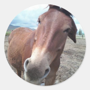 Josie, das lustige Maultier Runder Aufkleber