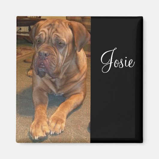 Josie das Mastif. Ändern Sie den Namen Ihres Masti Magnet (Vorne)