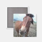 Josie the Mule Magnet (Vorderseite/Rückseite)