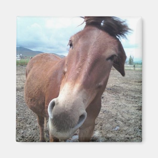 Josie the Mule Magnet (Vorne)