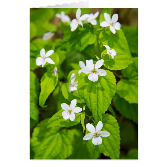 Joyce Kilmer-Slickrock Wilderness (Vorne)