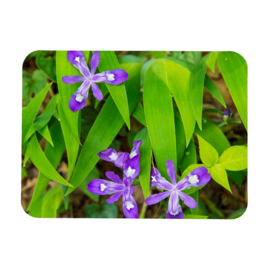 Joyce Kilmer-Slickrock Wilderness 2 Magnet (Horizontal)