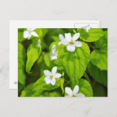 Joyce Kilmer-Slickrock Wilderness Postkarte (Vorne/Hinten)