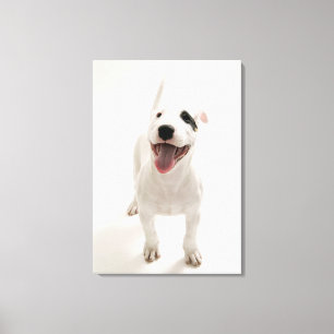 Joyful Bull Terrier Leinwanddruck
