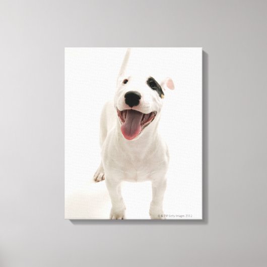 Joyful Bull Terrier Leinwanddruck (Vorderseite)