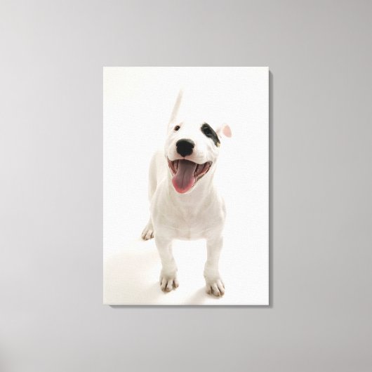 Joyful Bull Terrier Leinwanddruck (Vorderseite)