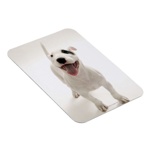 Joyful Bull Terrier Magnet (Rechte Seite)
