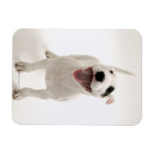 Joyful Bull Terrier Magnet (Horizontal)