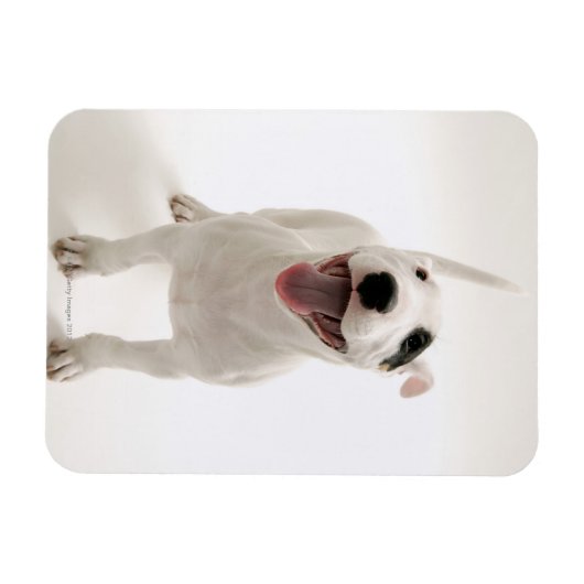 Joyful Bull Terrier Magnet (Horizontal)