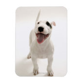 Joyful Bull Terrier Magnet (Vertikal)