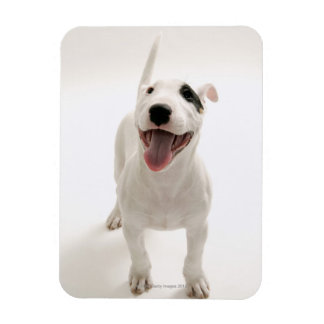 Joyful Bull Terrier Magnet