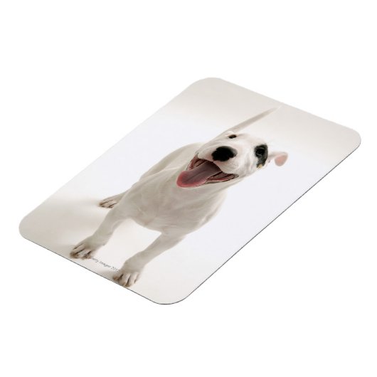 Joyful Bull Terrier Magnet (Linke Seite)