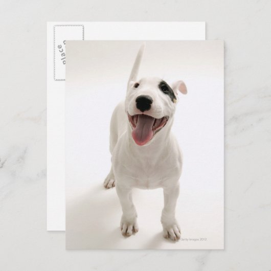 Joyful Bull Terrier Postkarte (Vorne/Hinten)