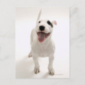 Joyful Bull Terrier Postkarte (Vorderseite)