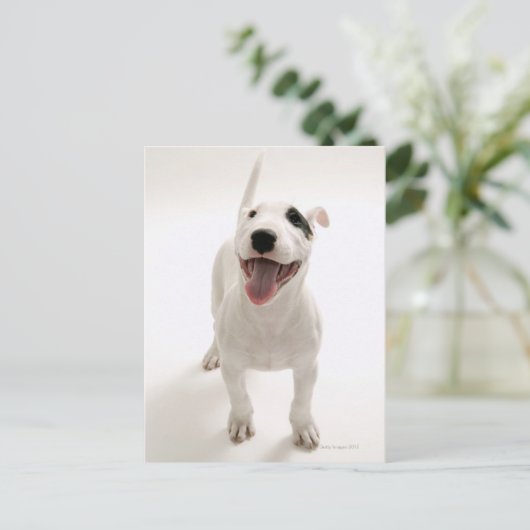 Joyful Bull Terrier Postkarte (Stehend Vorderseite)