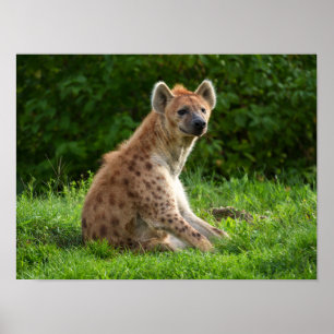 Joyful Hyena Amidst Greenery Poster